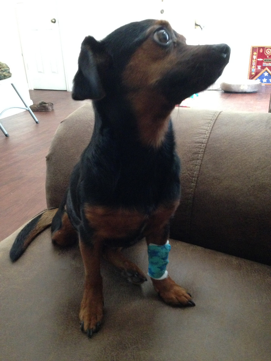three-legged therapy dog Marjah