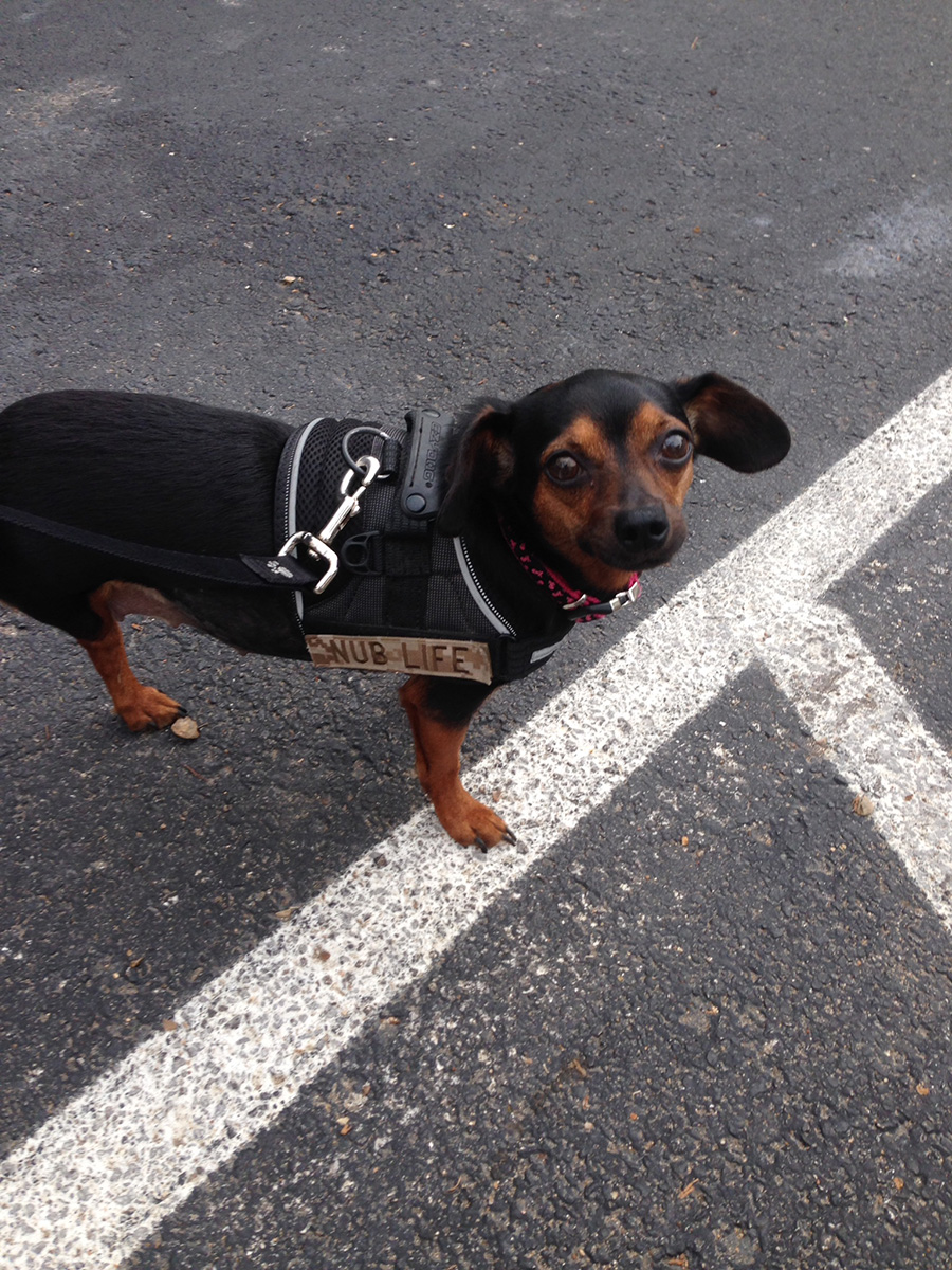 three-legged therapy dog Marjah